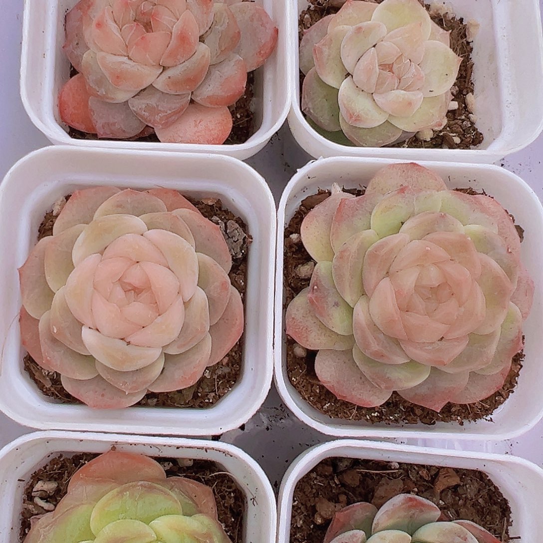 264组合6颗白盆发货