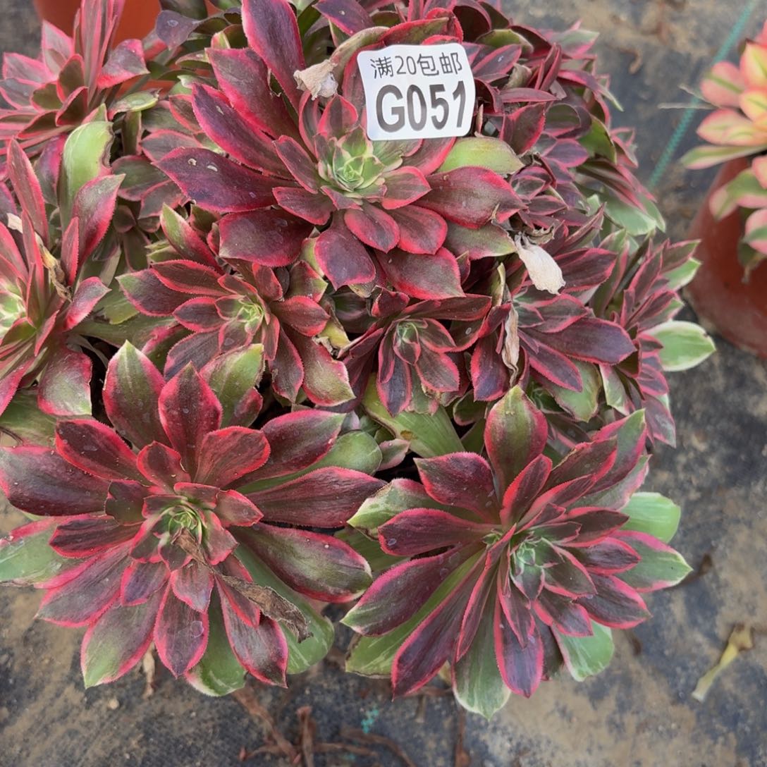 51多肉植物捧花的时候