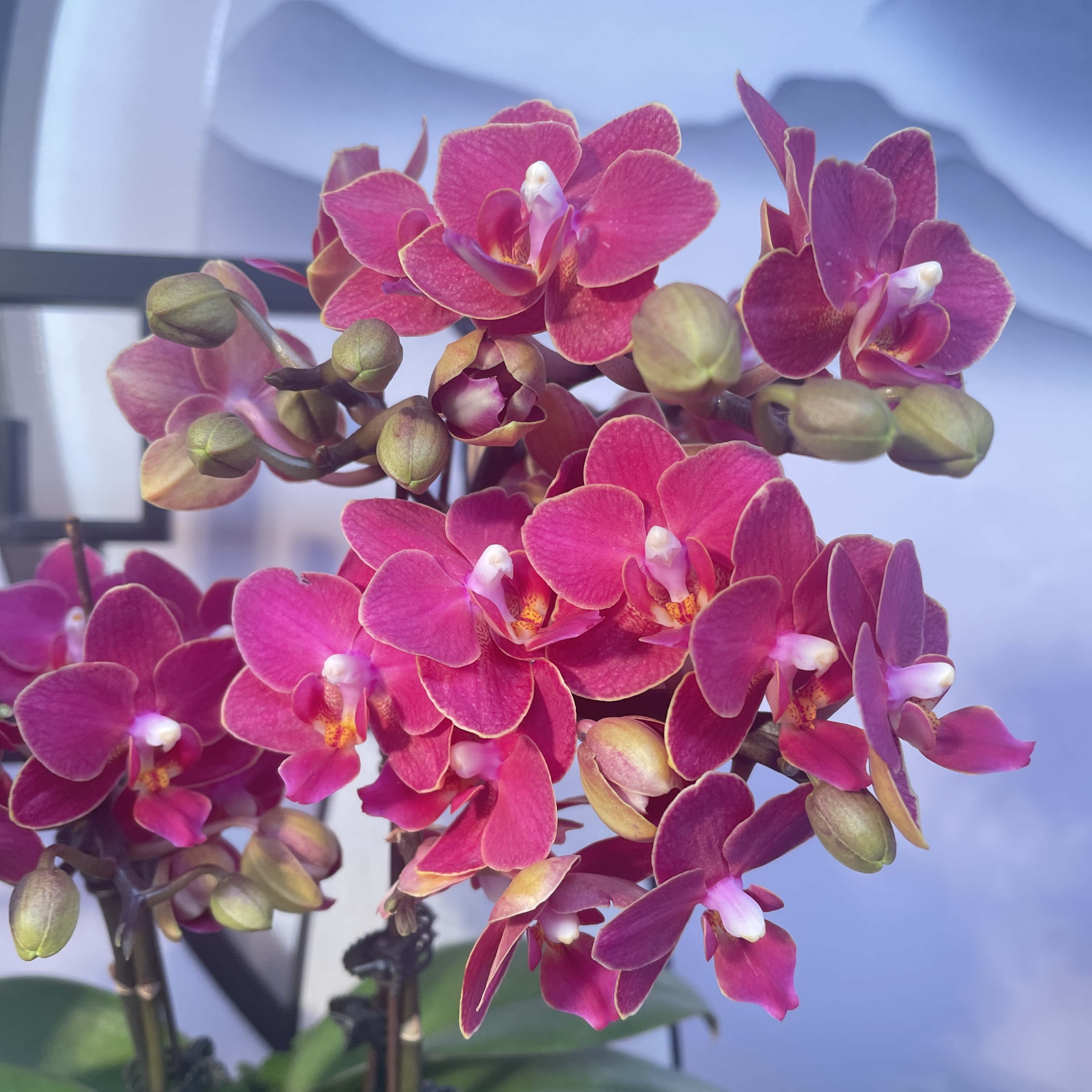 05【金边满堂红】精品蝴蝶兰