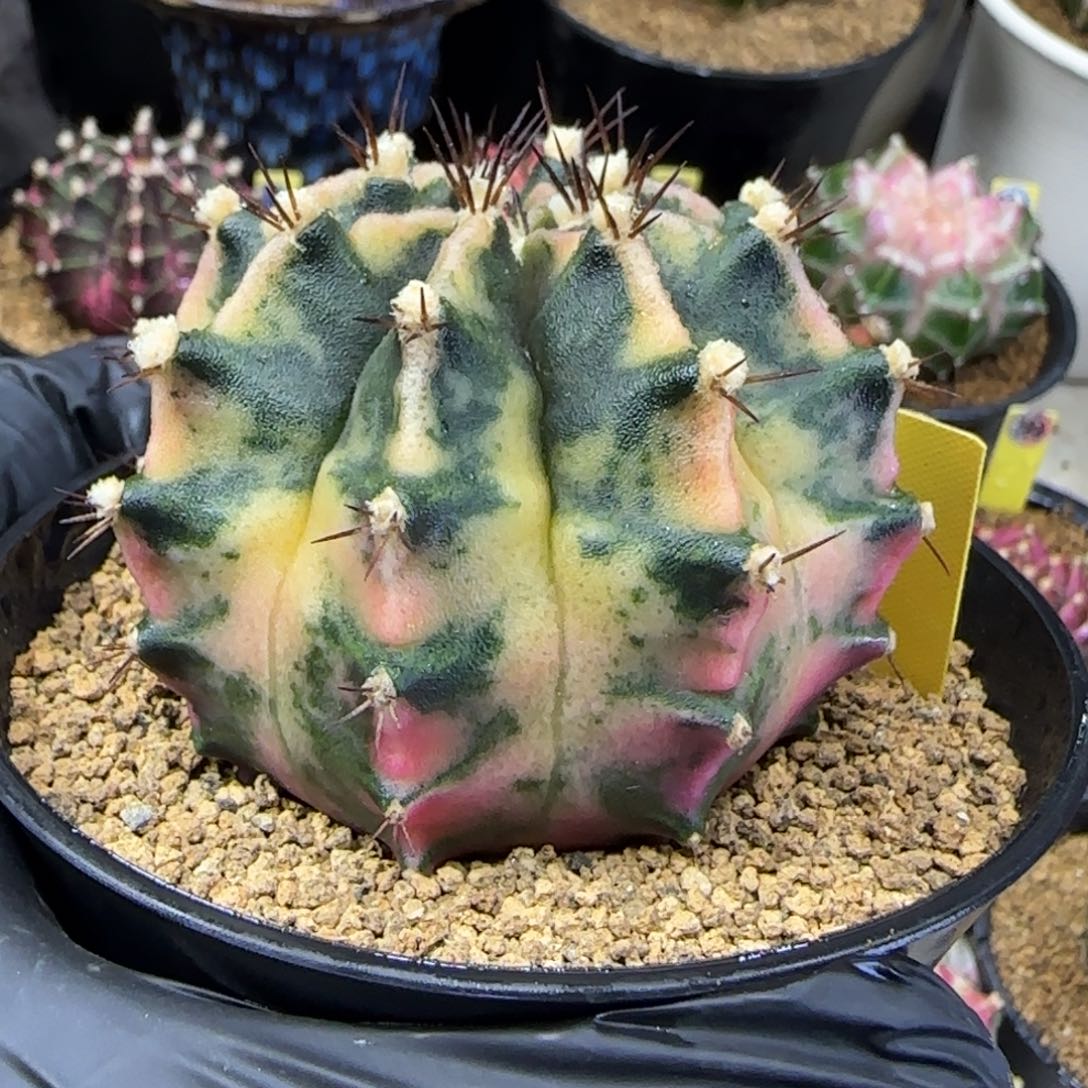 127号米哈臀锦带盆土发货