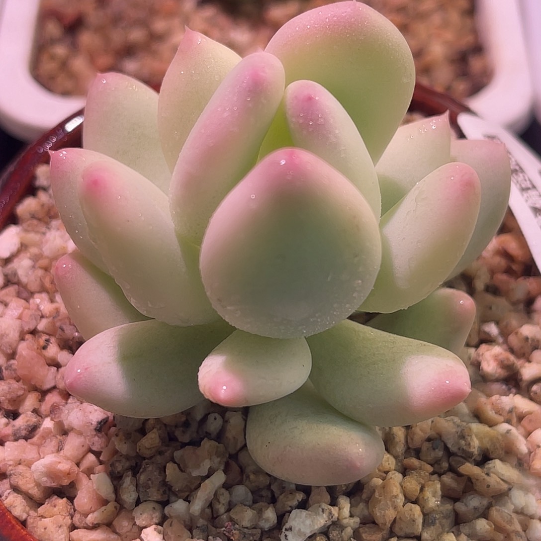 尚品园艺福利锦8529