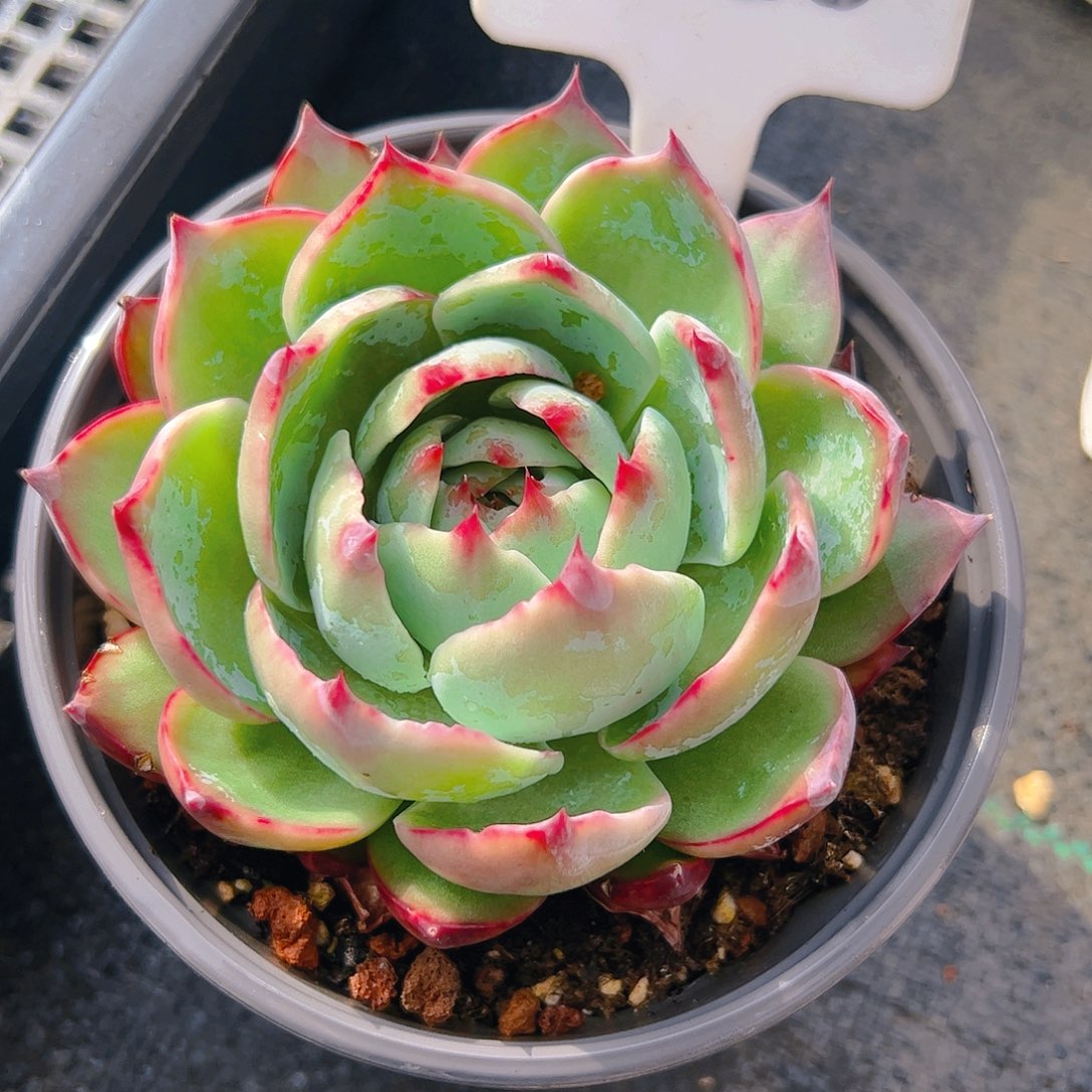 惊鸿仙子一物一拍3088号