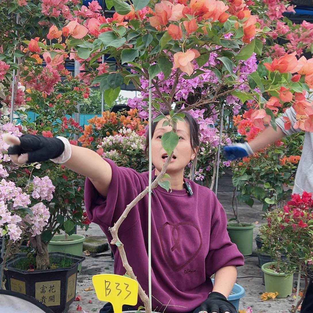 w***u大部分花苞少量开放B33日落