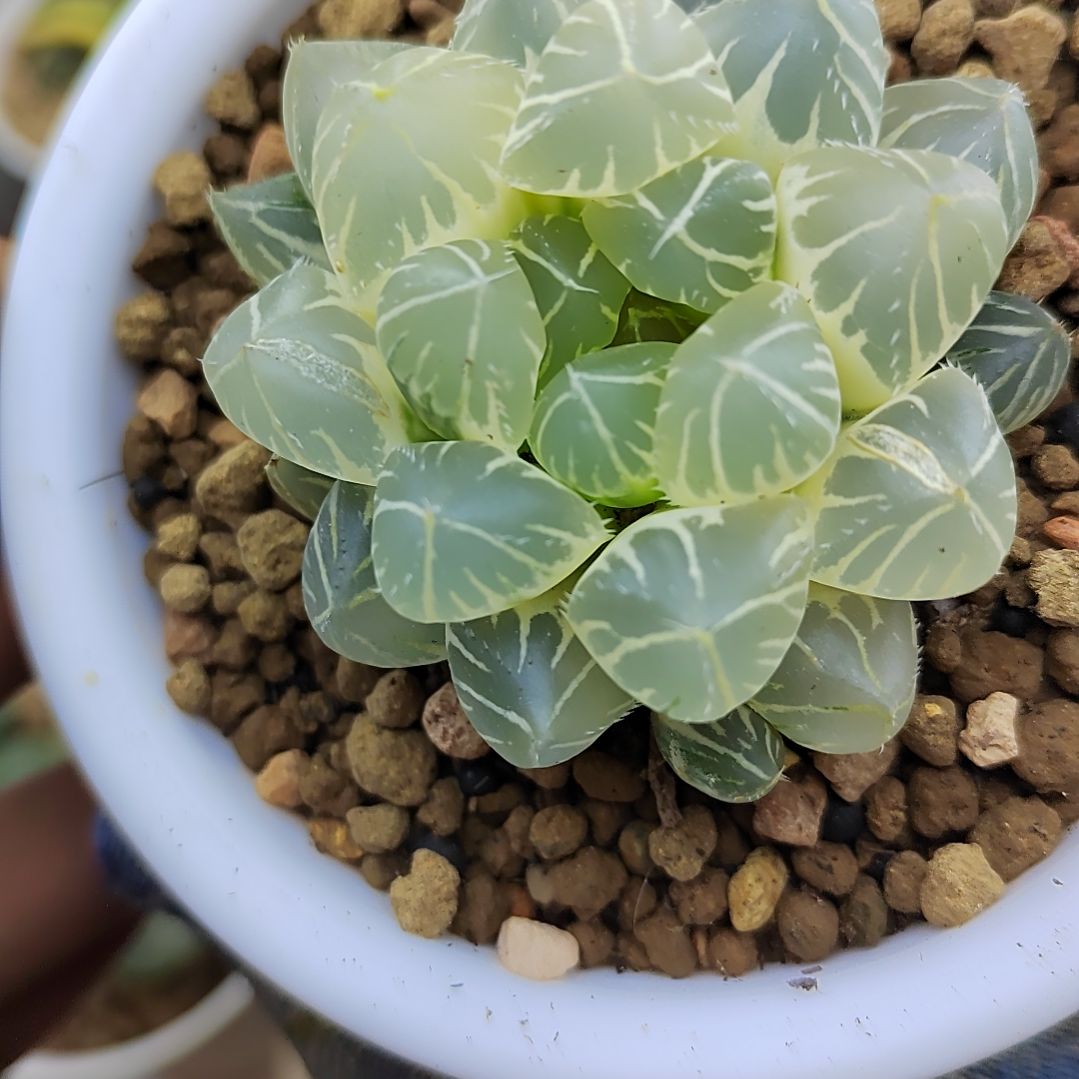 108号大窗糊斑OH叶宽1.7， 5.5厘米左右一物一拍带盆