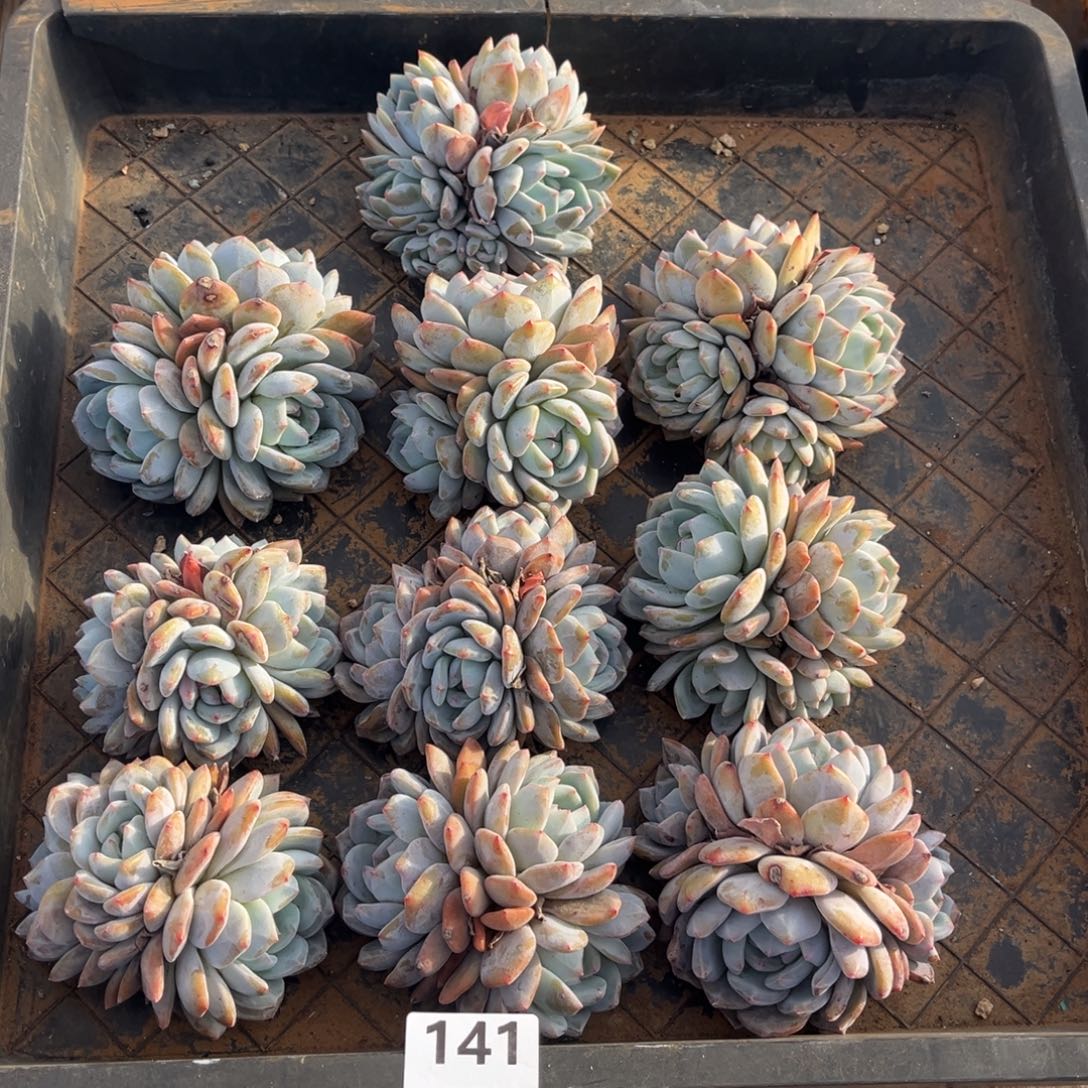 141号新疆西藏内蒙古不包邮