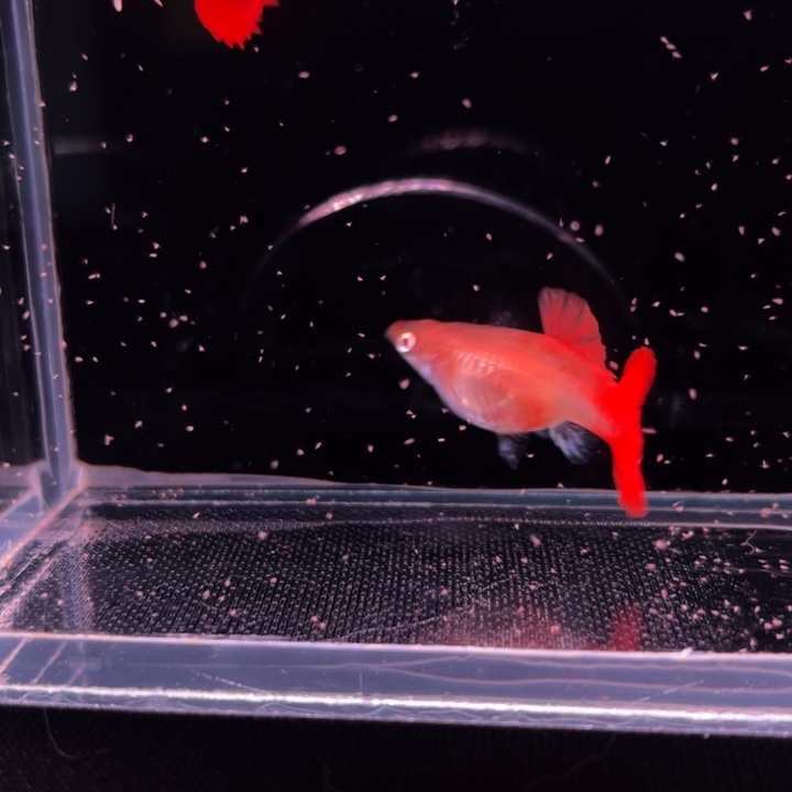孔雀鱼短球折扇白子1对