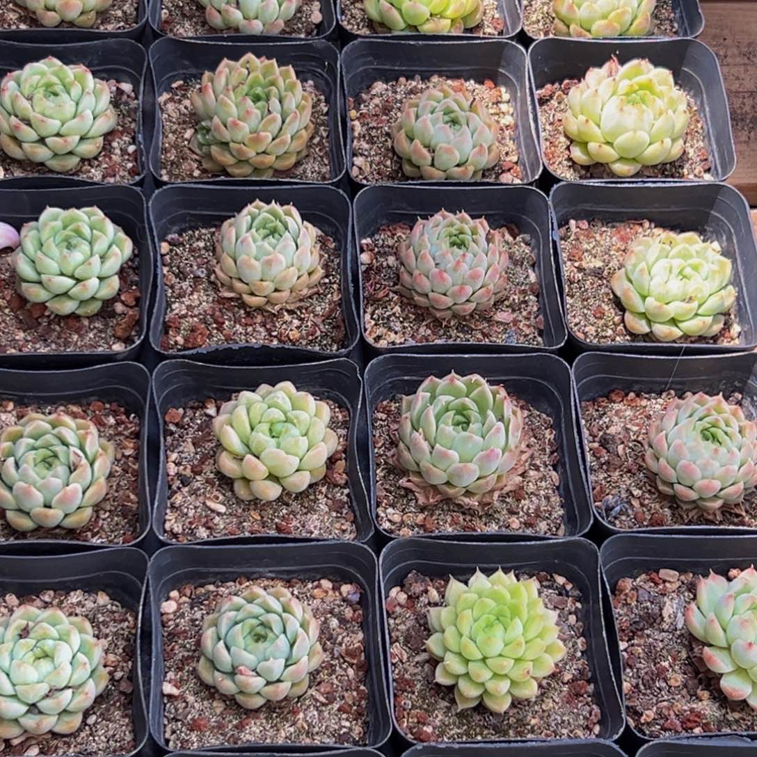 438多肉葡萄的价格是多少啊