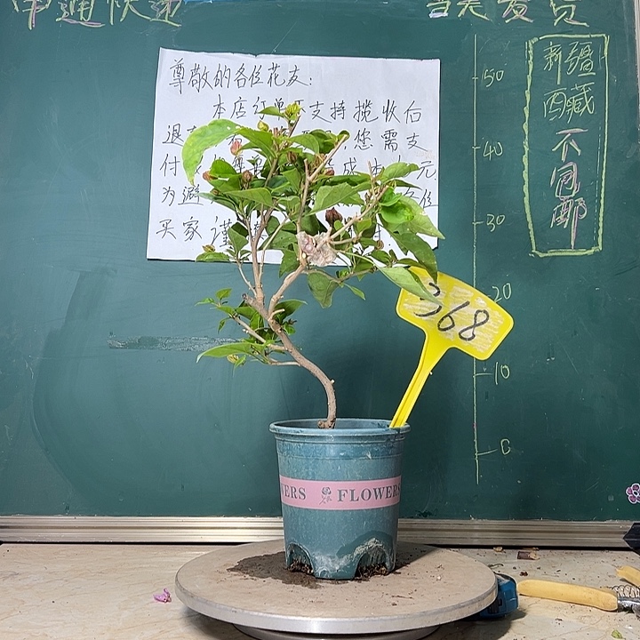 当前无花栽培后可以开花 弯杆 漳红樱  368