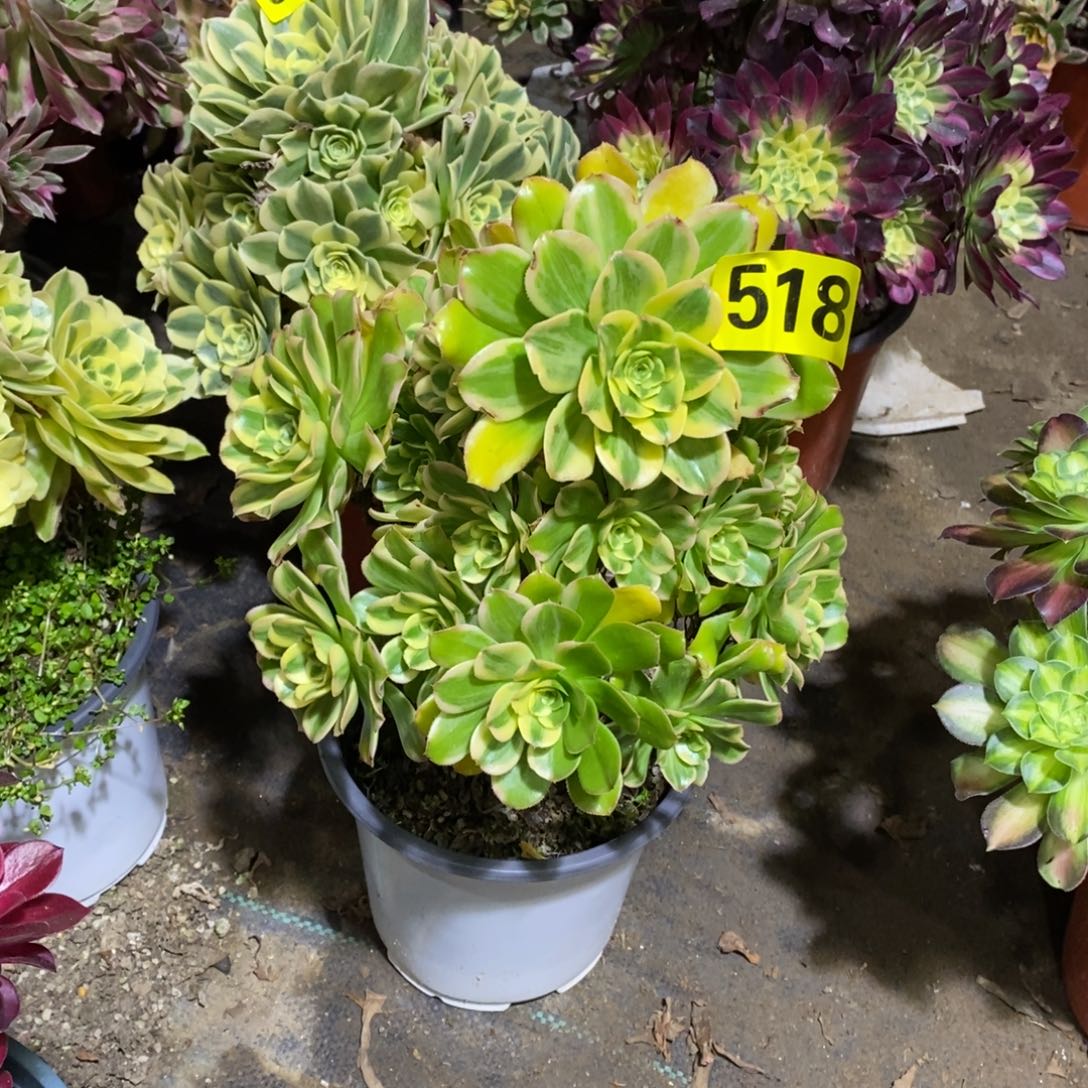 燕日伞多肉法师518