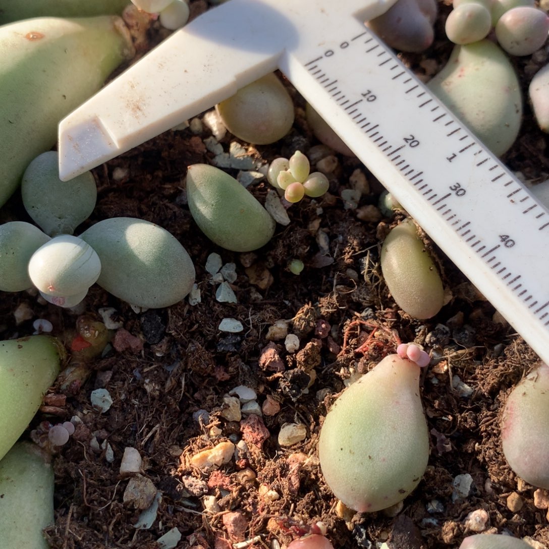 天空 不凑满28元发一片叶 不售后 到付