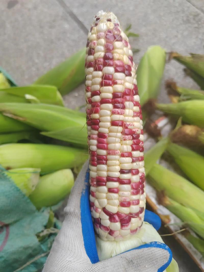 【信阳本地嫩玉米】顺丰包邮/水果玉米香甜软糯/现摘现发可清蒸炖肉