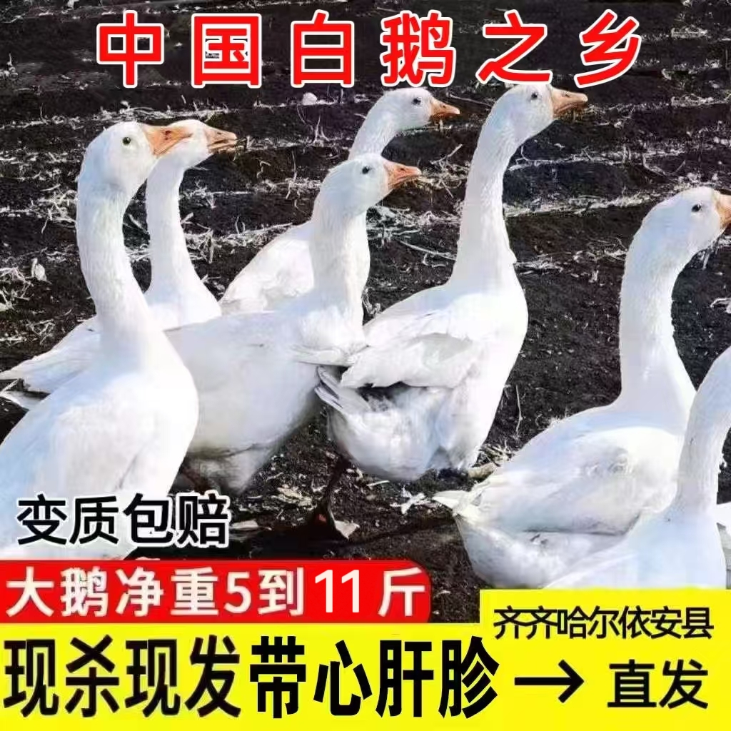 黑龙江笨三花鹅 5斤起净重 中国白鹅之乡农村散养当年鹅 带心肝珍