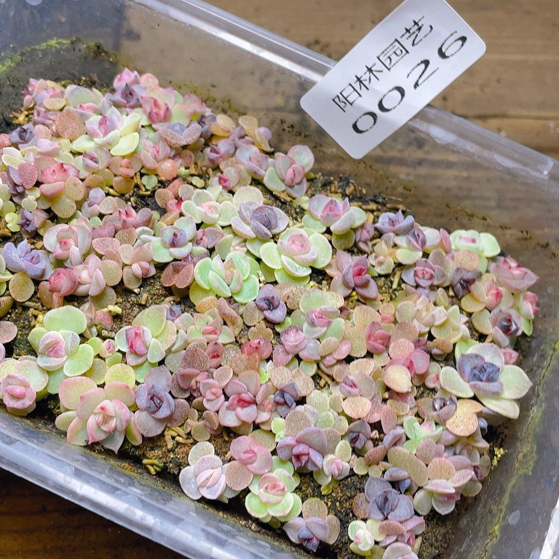 疯***头多肉植物多肉植物26