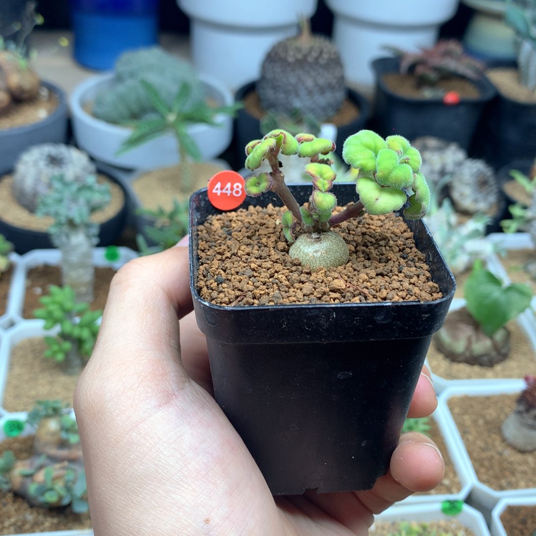 爱氏延命草多肉带盆