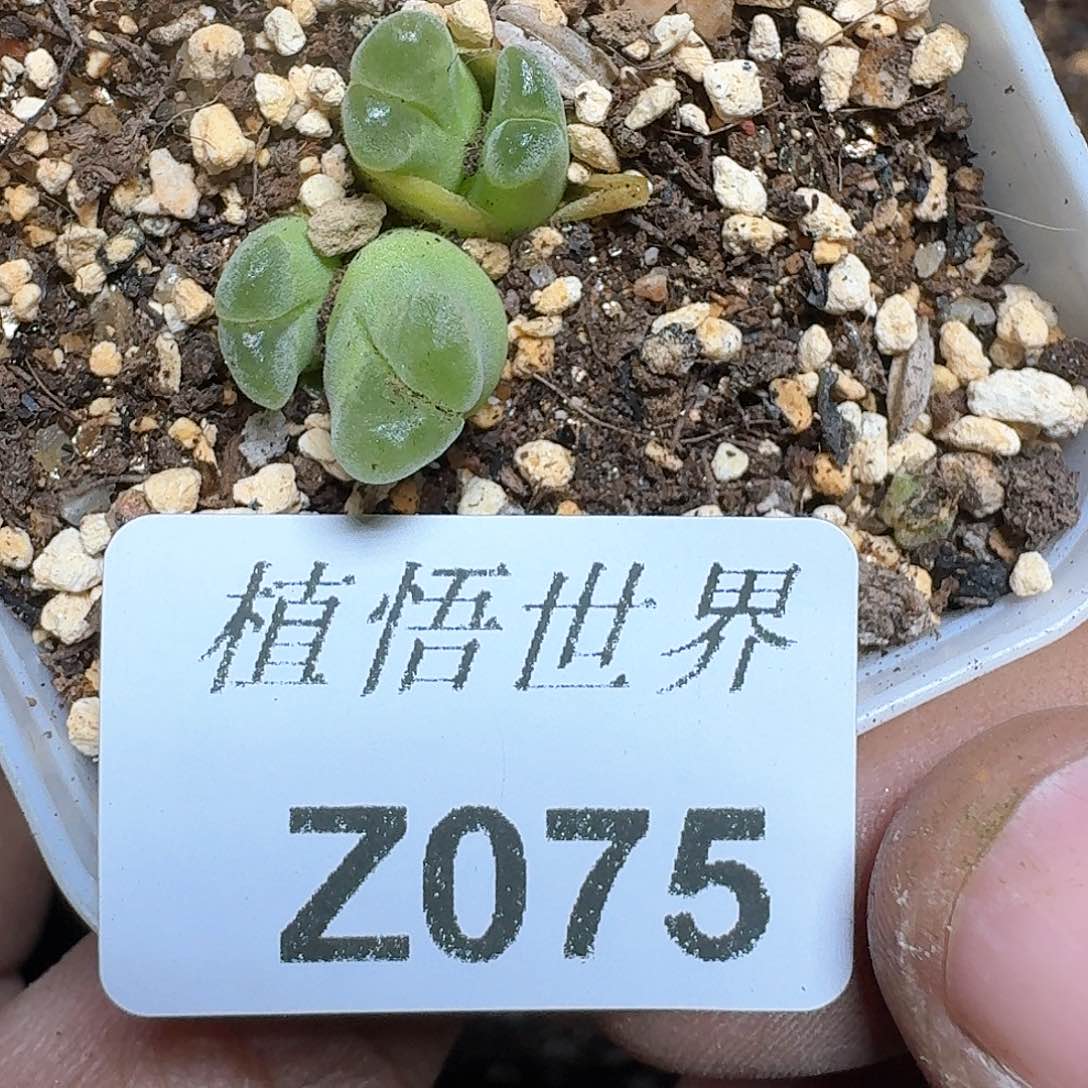 075号多肉植物哇f v