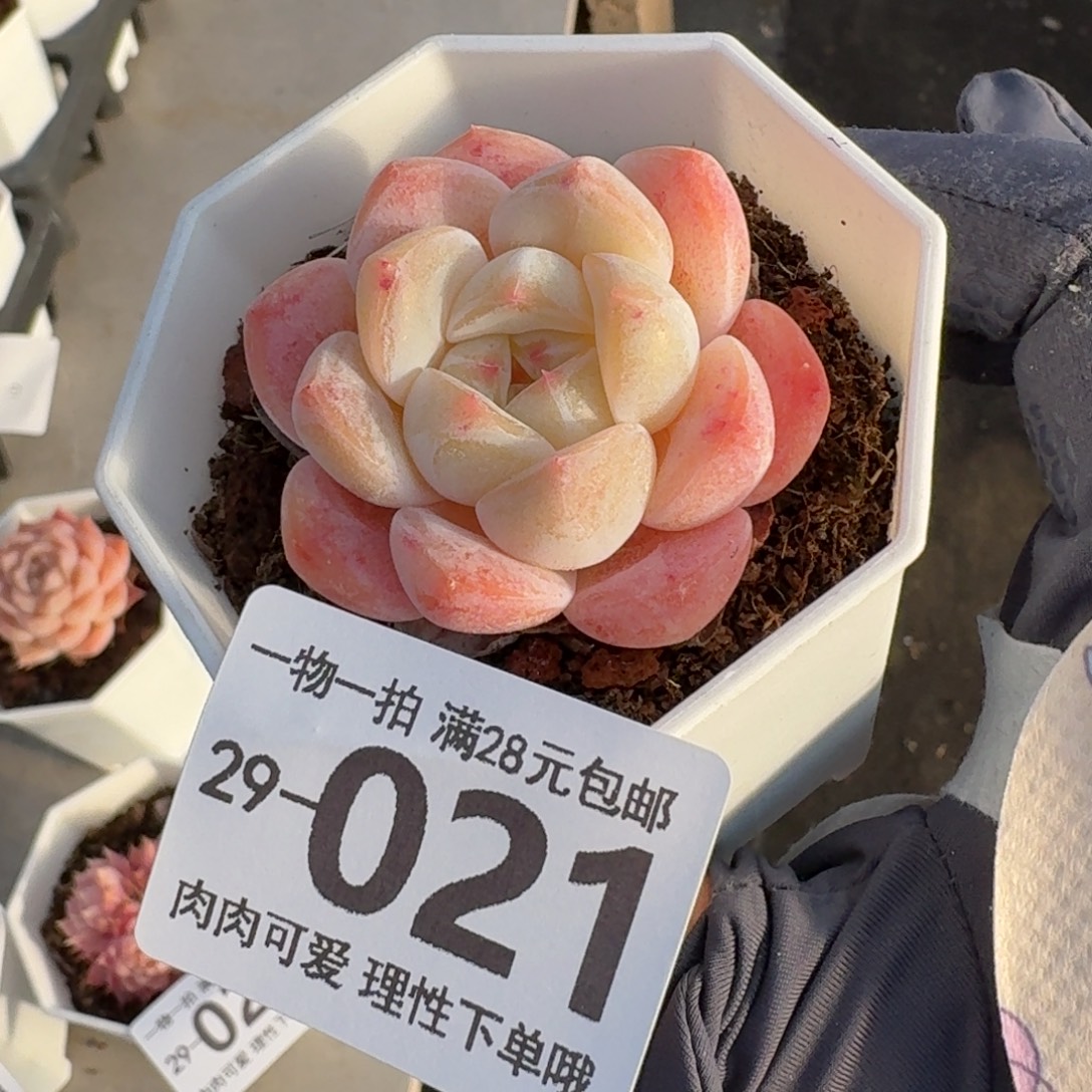 和田玉无盆土发货无