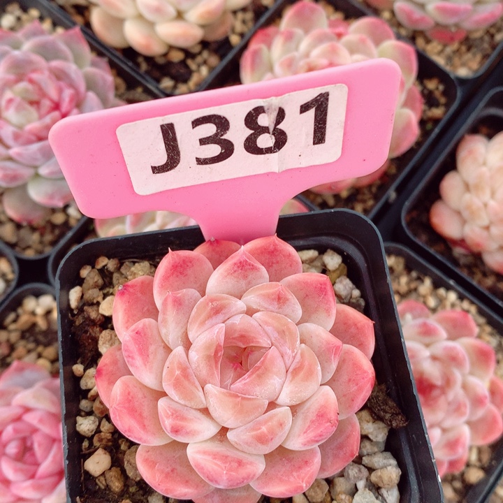 胭脂冰魄6cm多肉