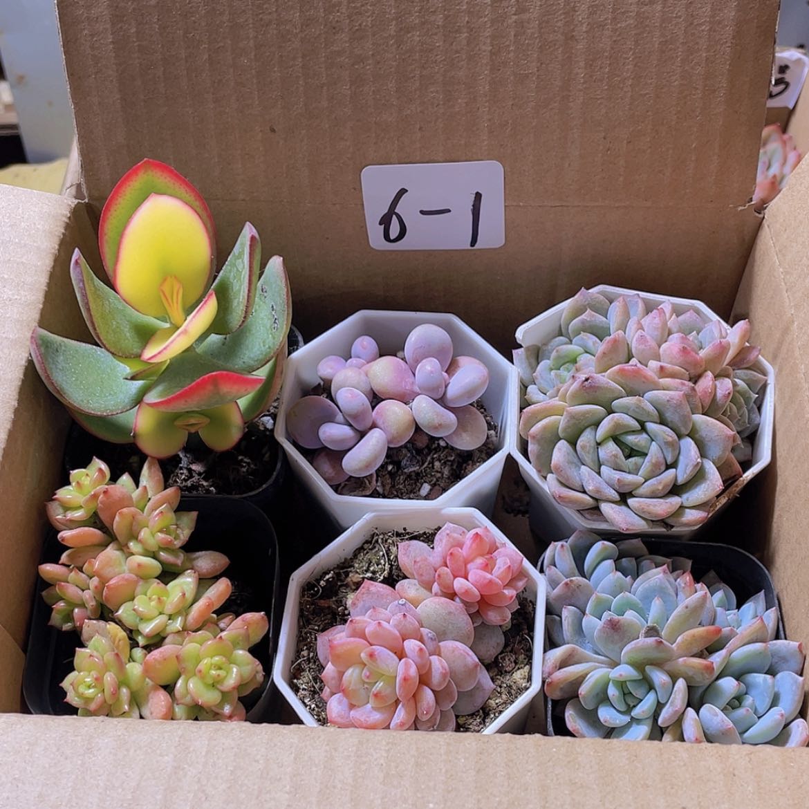 【闪购商品】6颗-1