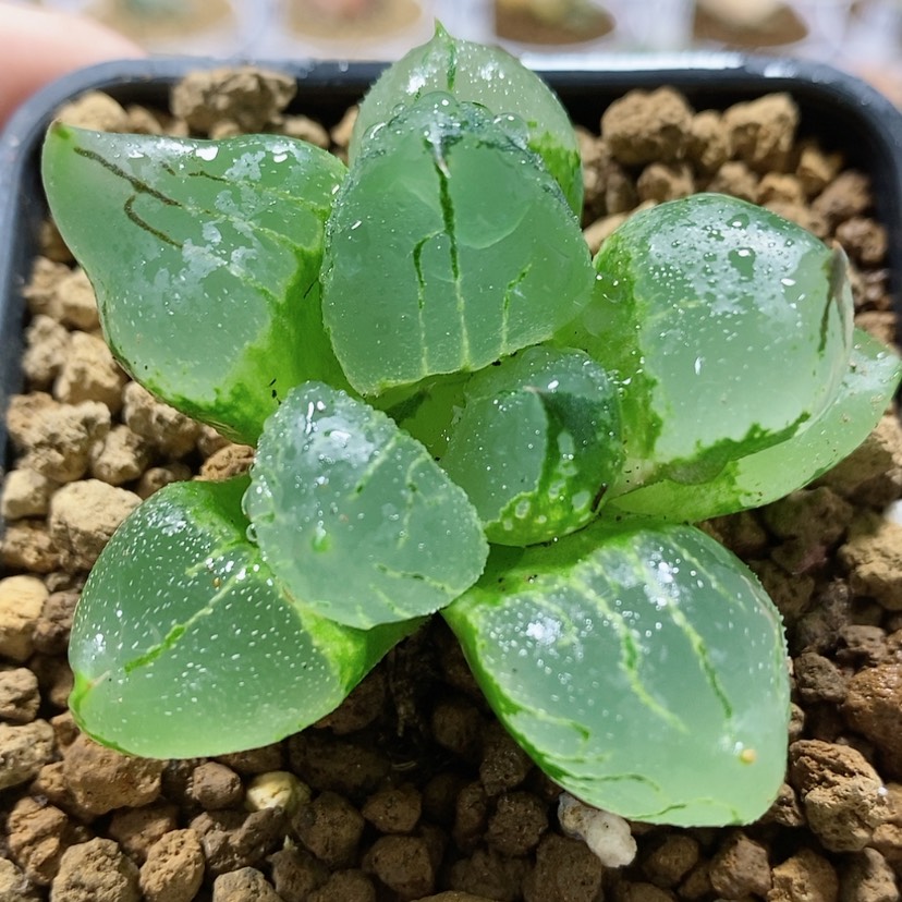 【闪购商品】7虞美人