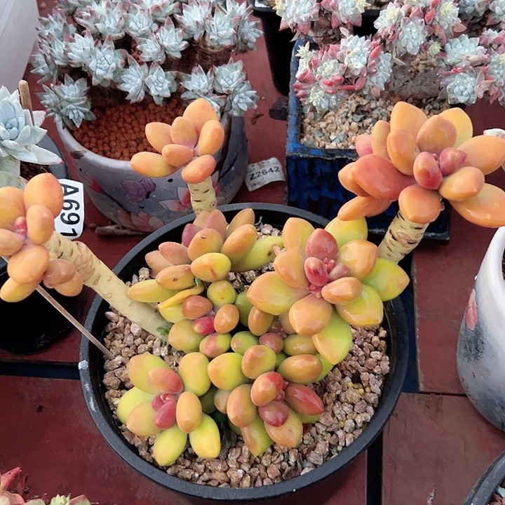 小鹿多肉一物一拍芒果奶