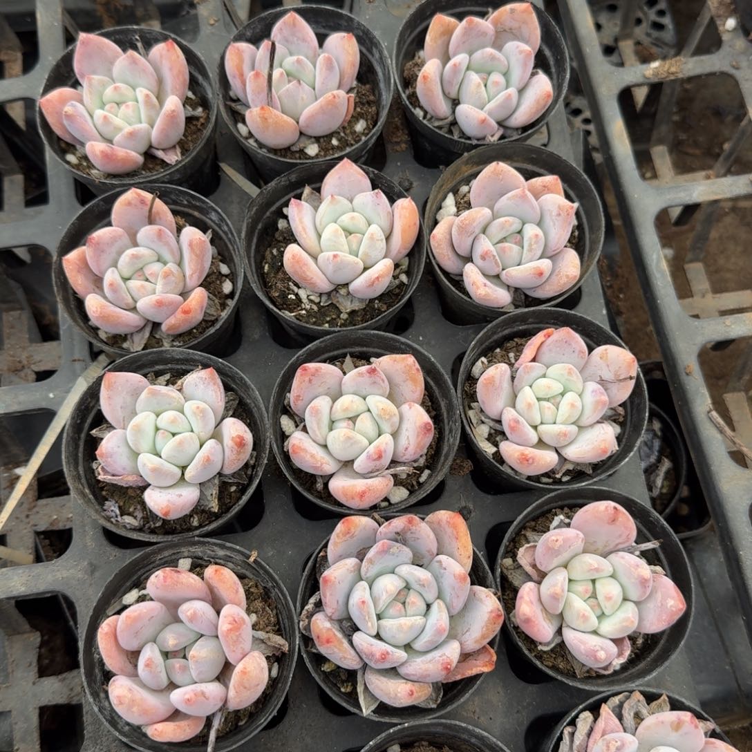 28-26左九红尖美人十五颗量拍发货