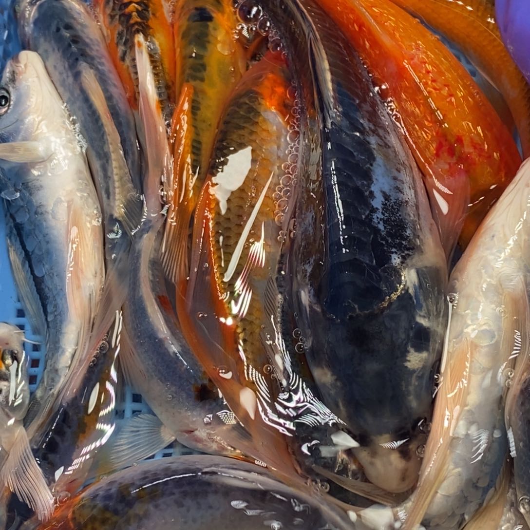 锦鲤冷水锦鲤包邮