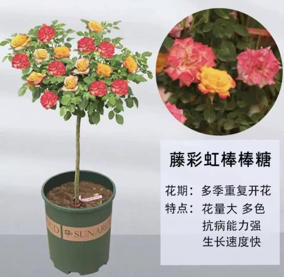 【加长加高1.1米-1.3米】腾彩虹超大冠月季棒棒糖3-6色变色龙带花苞