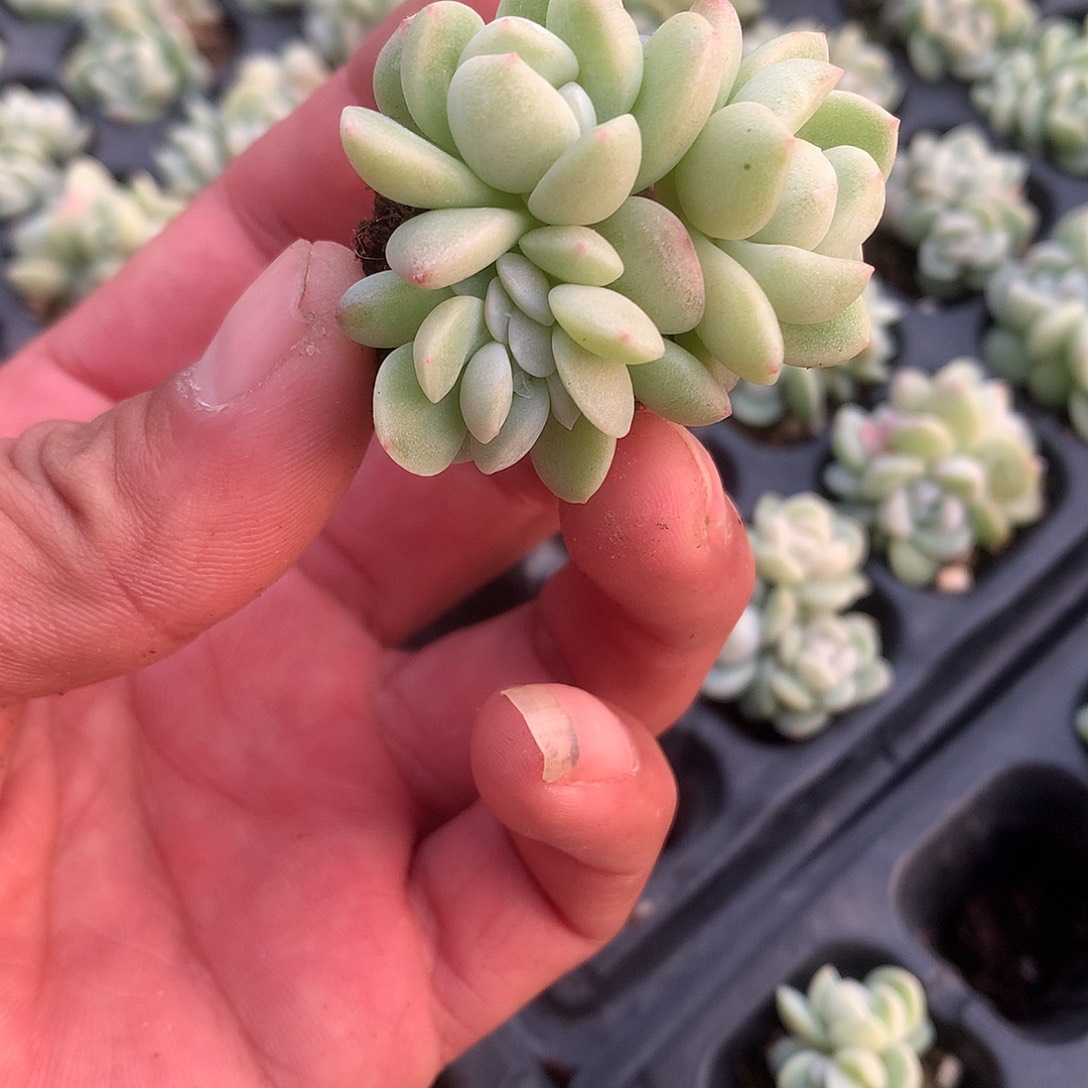 多肉植物一物一拍