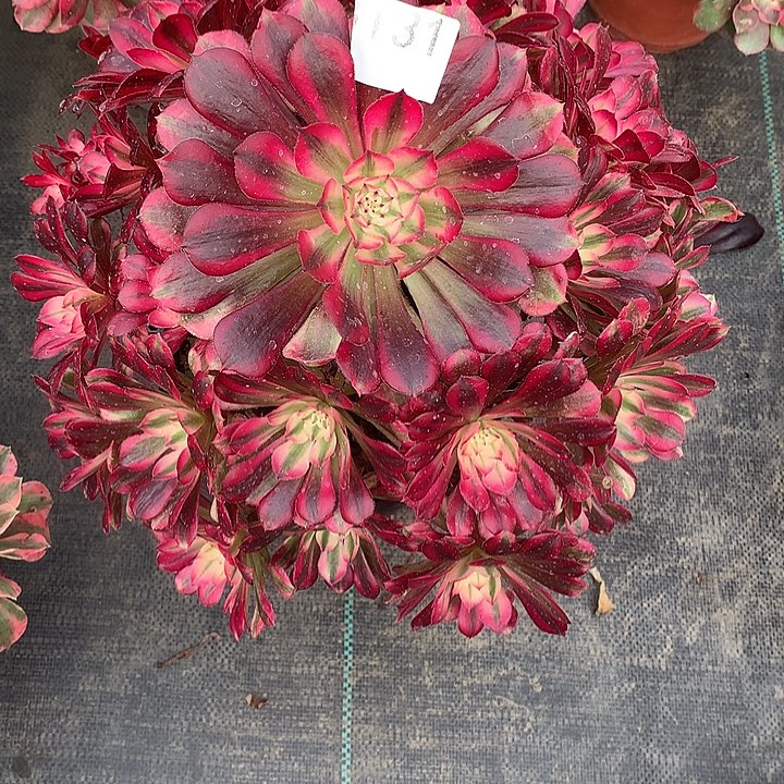 131.红铜白多肉植物