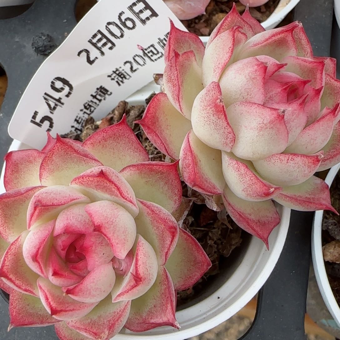 花语逸镜0206-549