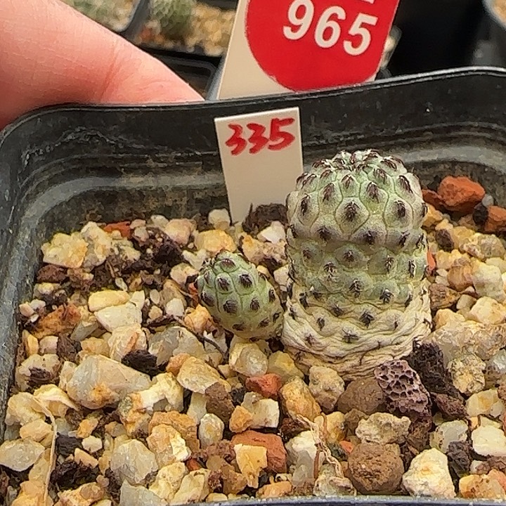 自根双头绿丽丸一颗66808