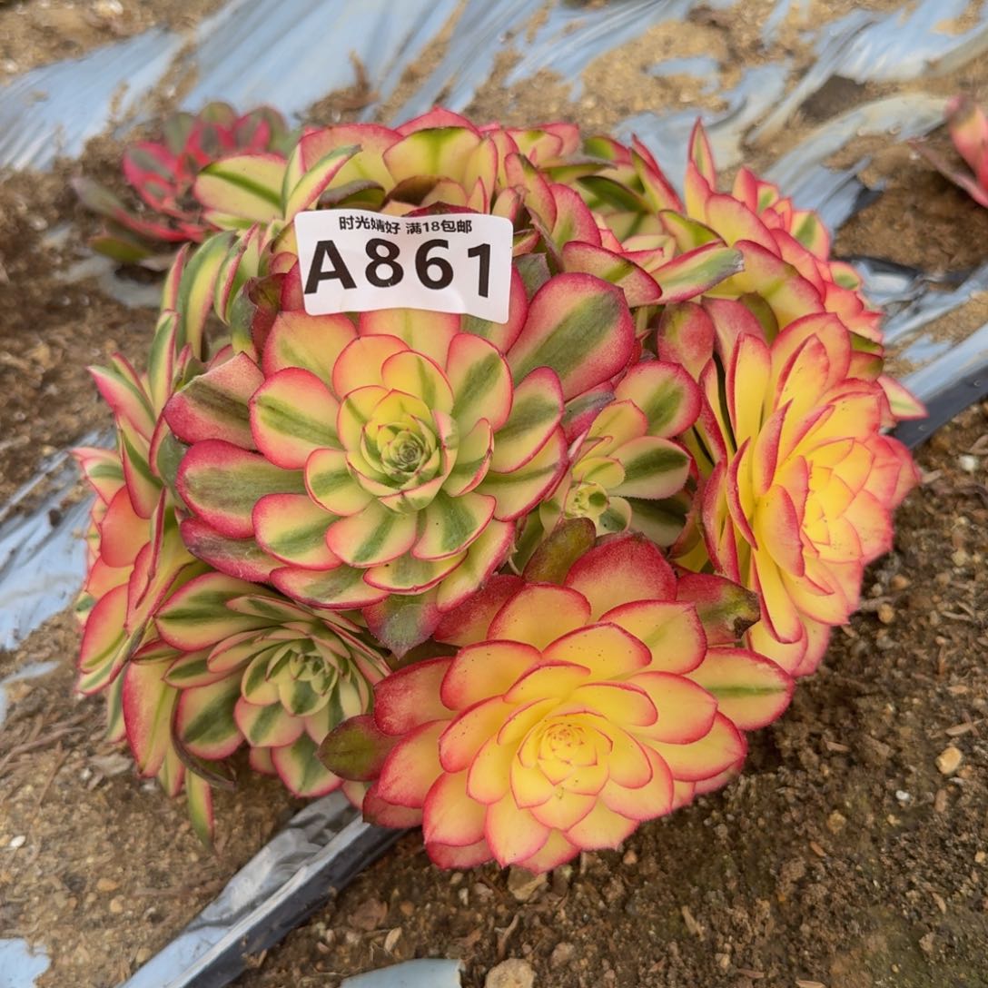 861荔枝。多肉植物