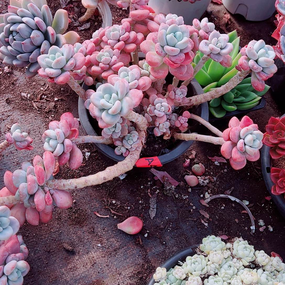 樱花红洛神飘枝大盆黑盆