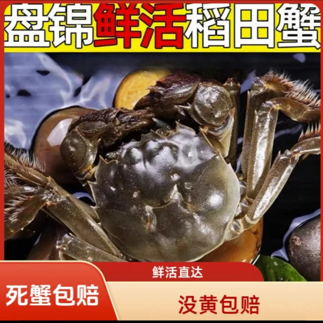 【活蟹】盘锦河蟹 全母蟹 1.2-0.9两/只 20只 京东次日达