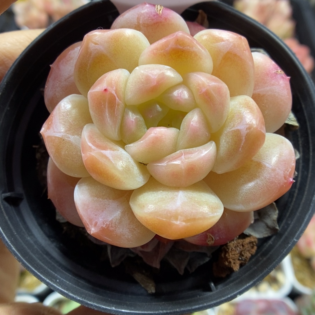 糖心粉魄可拍582号