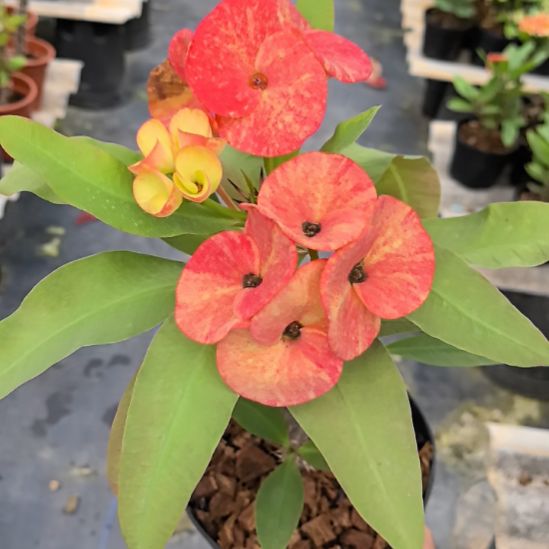 一***人完全开放晚霞金辉直播间一物一拍