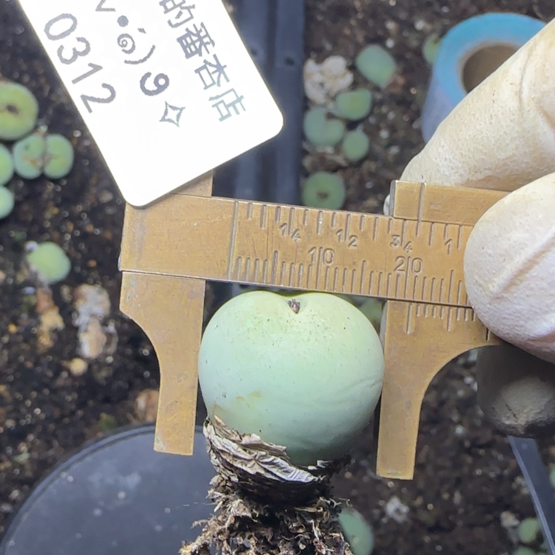 0312。默认脱土。18包邮。偏远88包邮