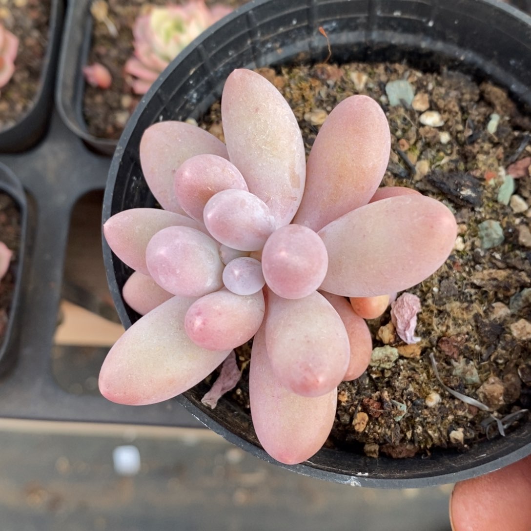 精品多肉一物一拍不包整123