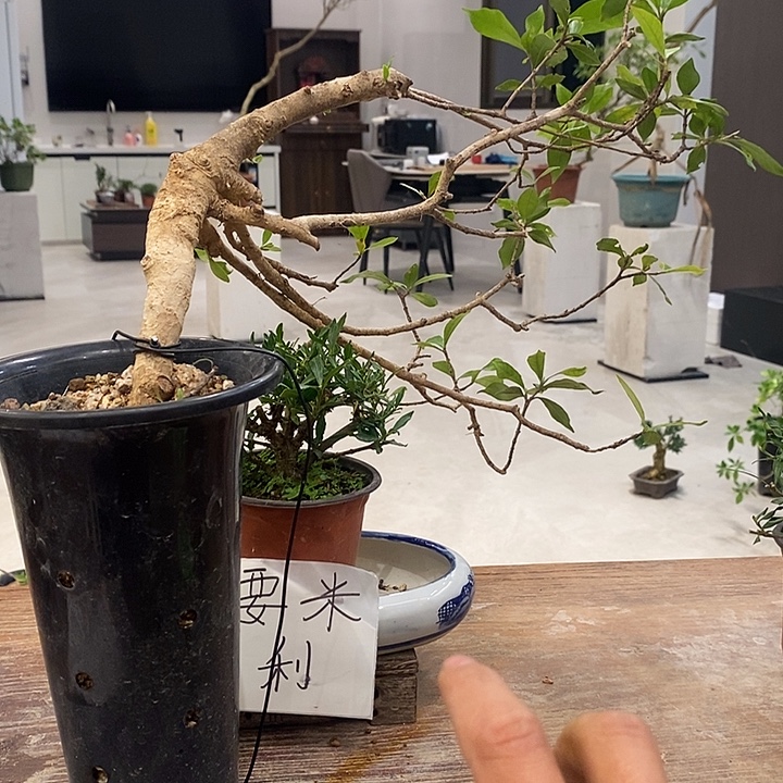 骑***主完全开放海岛栀子花11