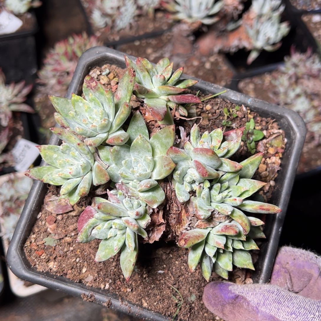 2387苹果叶杂交哈哈哈哈哈哈哈