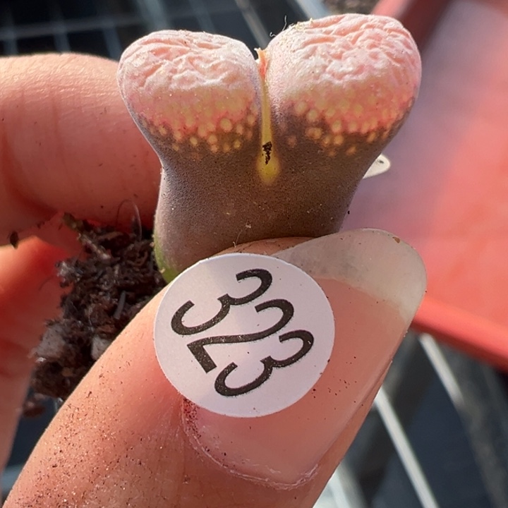 323号满30包邮111111，