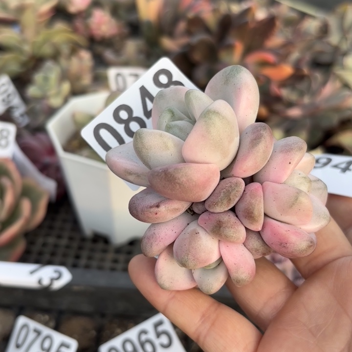 四***月头盖锦多肉植物满18包邮当场凑单