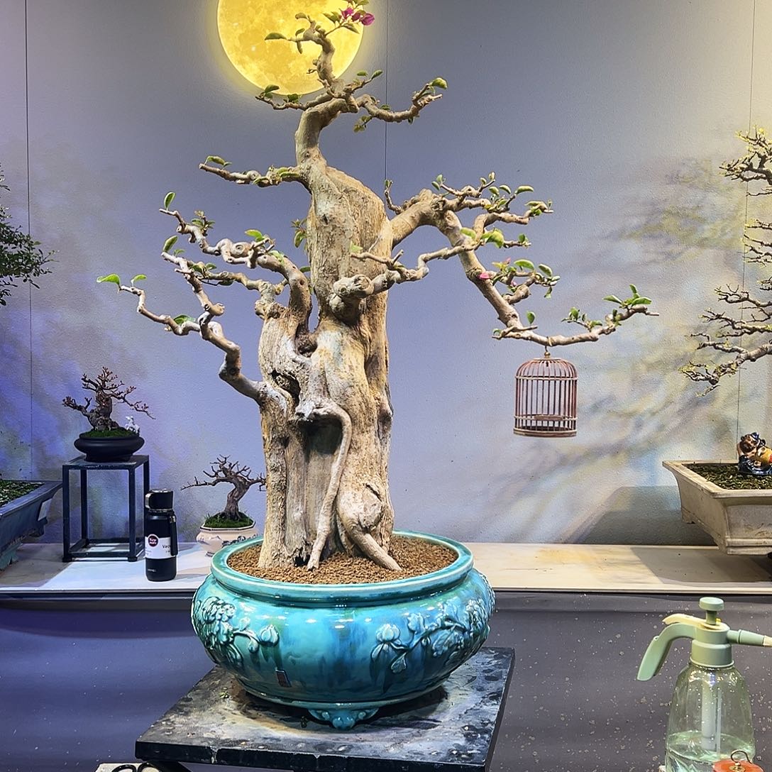 再***口无花朵岭南盆景三角梅盆景