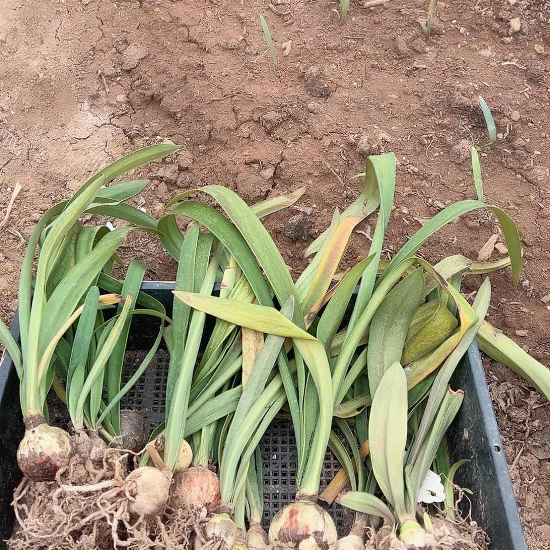 完全开放混球朱顶红，无售后