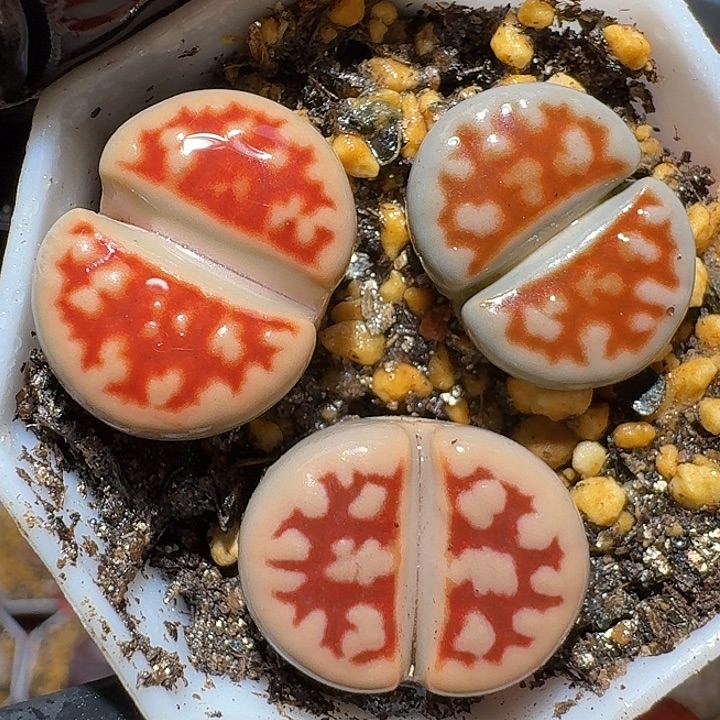 生石花112122。   237