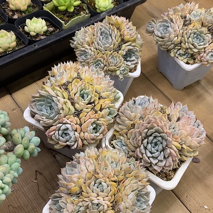 玛丽贝尔福利多多去拍