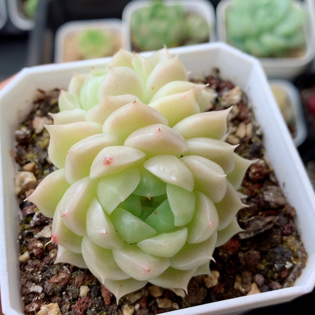 58包邮  群生不包整 105