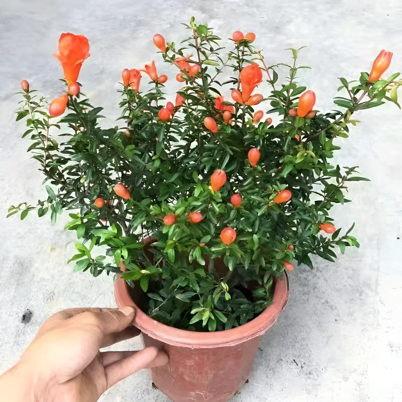 潮汕石榴花盆栽观赏石榴树老桩室内客厅绿植四季好养易活三角梅