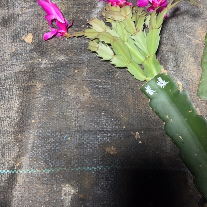 紫蝶嫁接小破苗一颗无售后