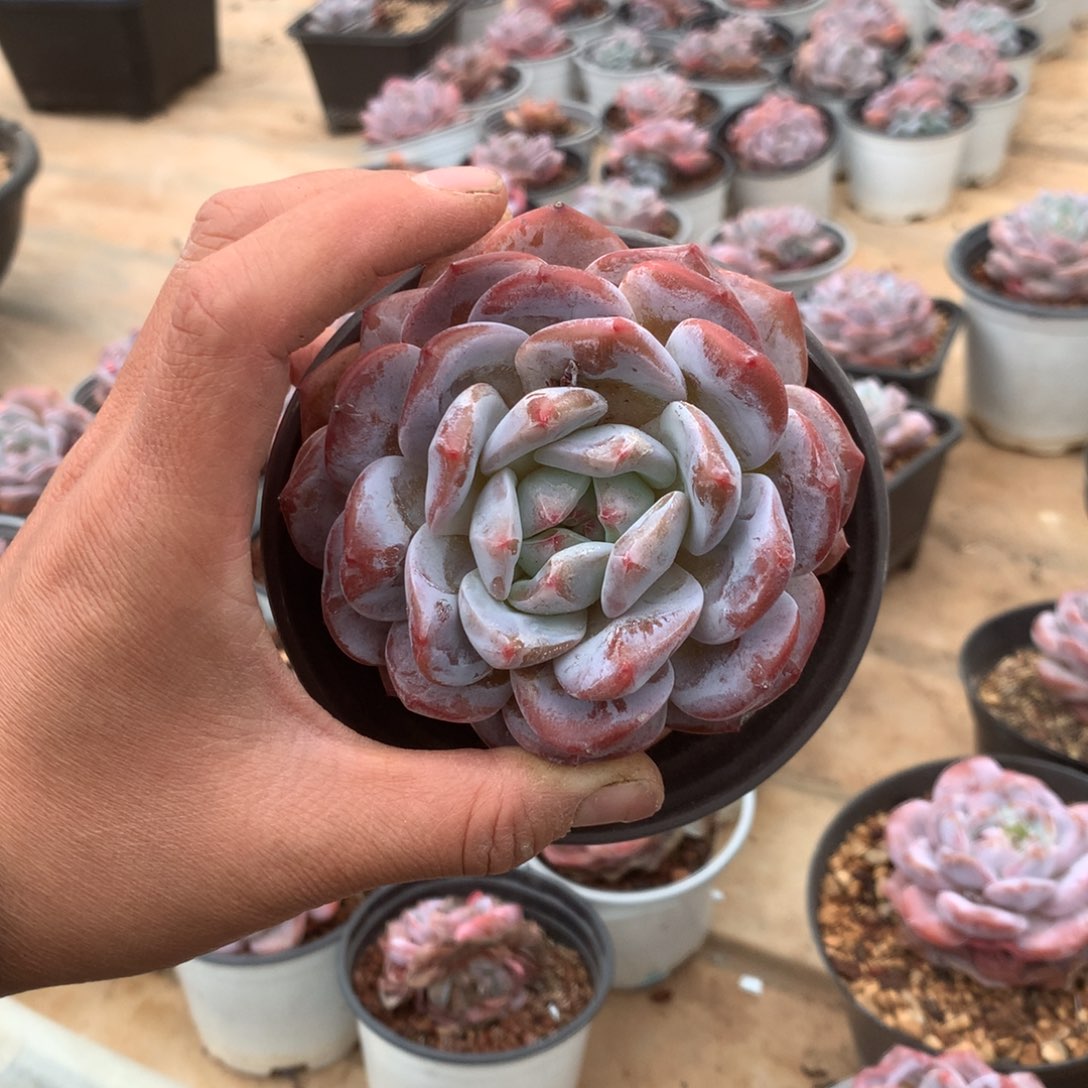 无花朵四喜丸子哈哈哈哈哈哈哈哈